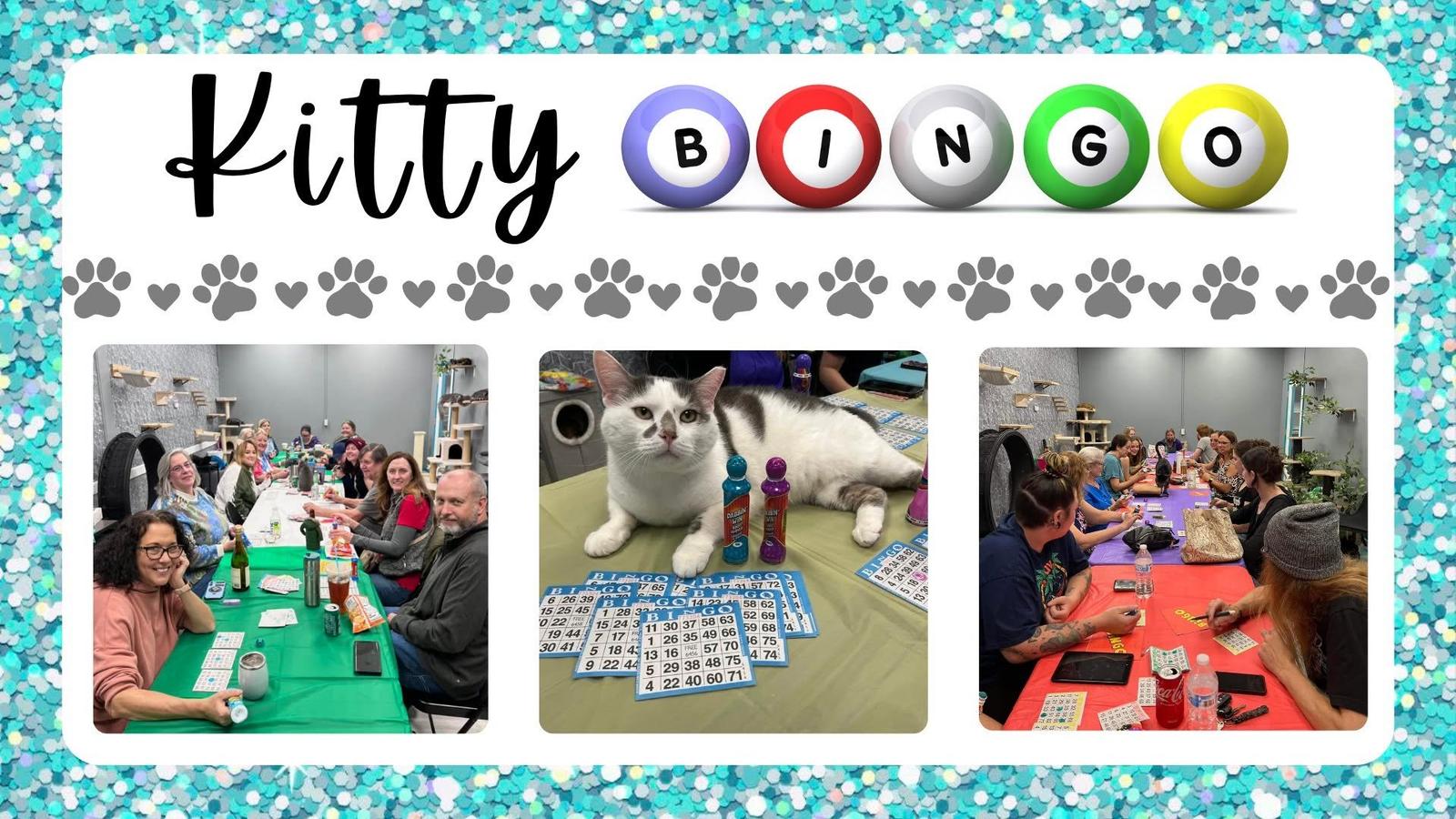 Image for Kitty Bingo