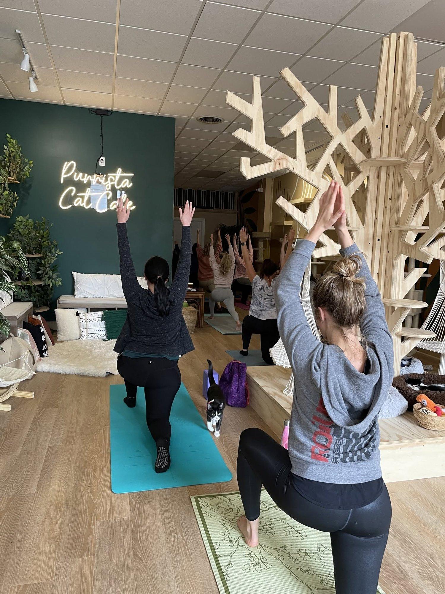 Imagen de Cat Yoga at Purrista Cat Cafe