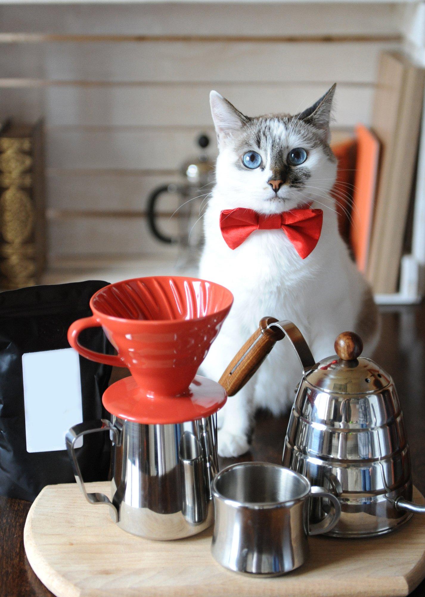 Interior de River Kitty Cafe