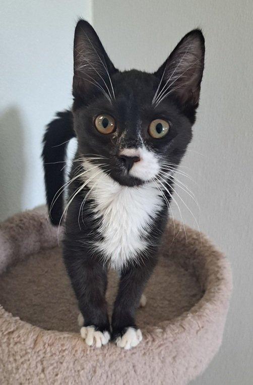 Interior de Animal Shelter of Clarendon County