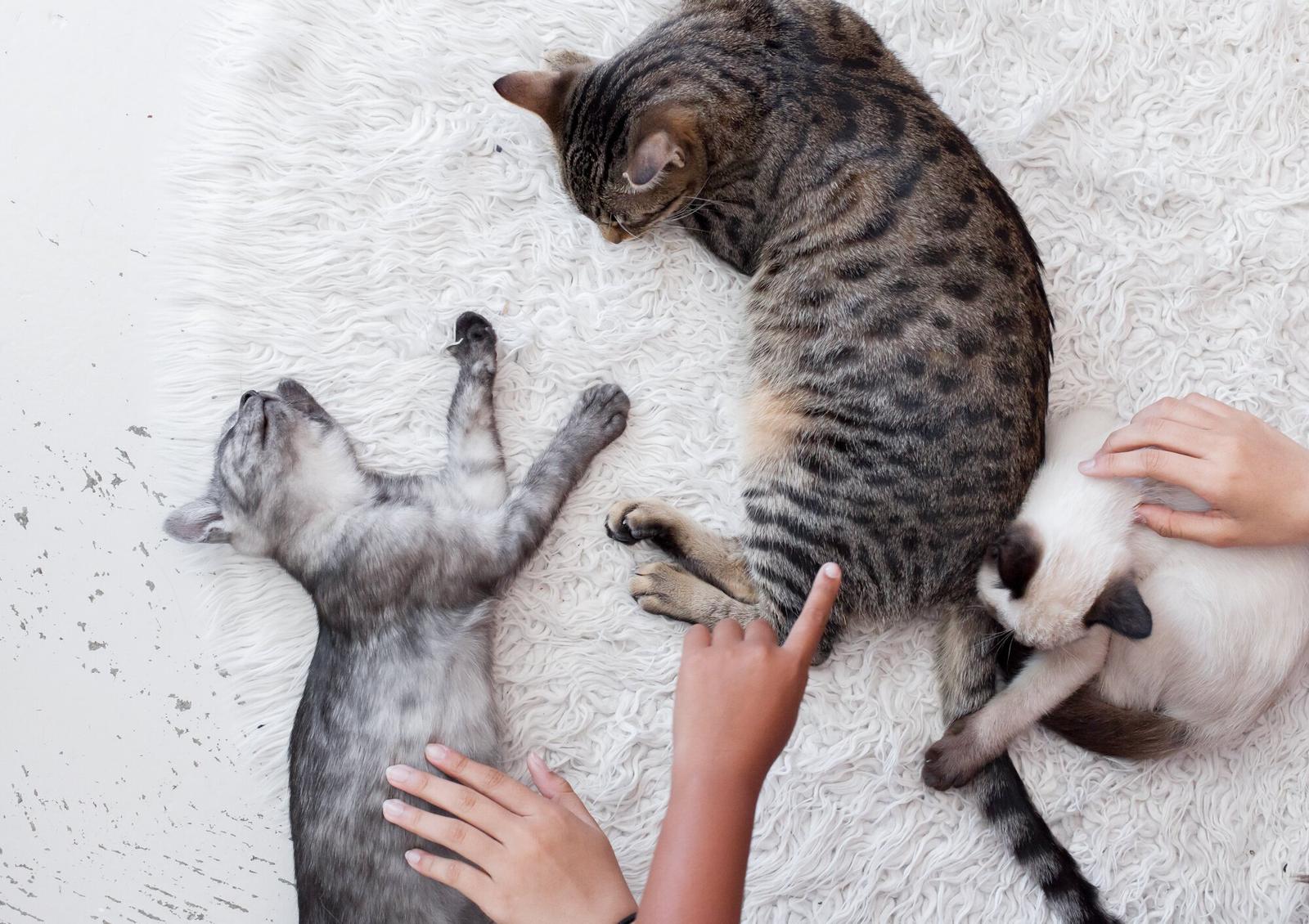 Inside KitTea Cat Lounge & Rescue