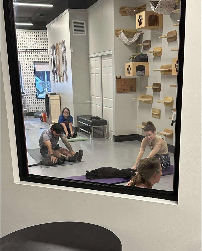 Imagen de Yoga at RubyCats – Flowing with Felines