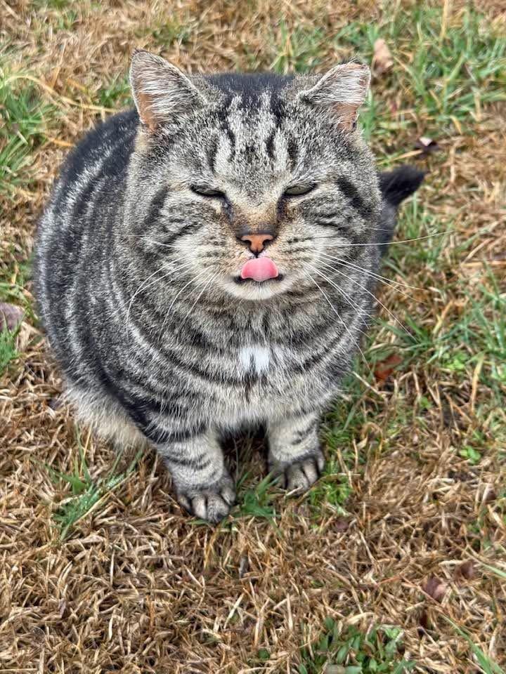 Inside Feral Cat Assistance Program
