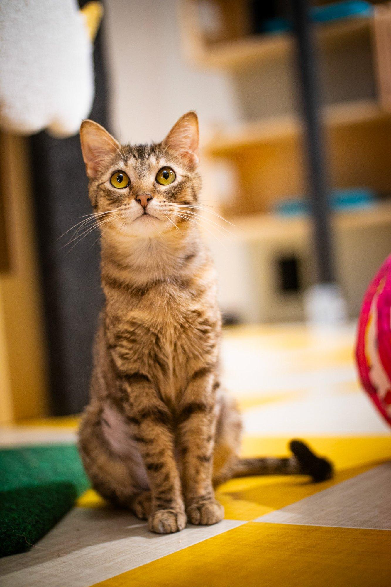 Interior de Snick's Cat Cafe