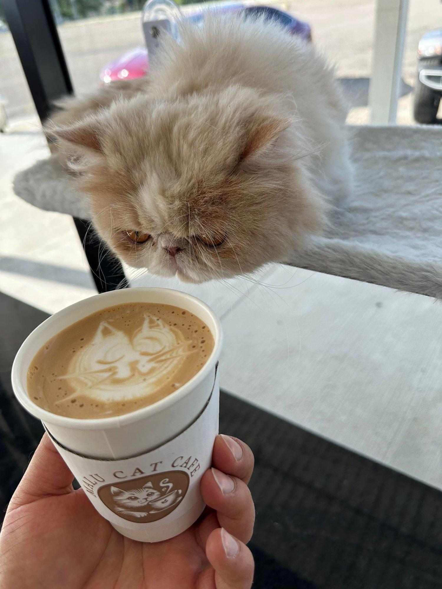 Interior de Malu Cat Cafe