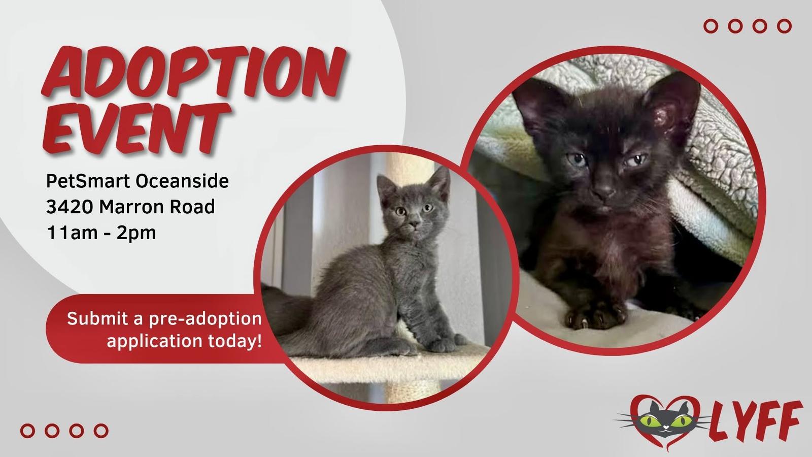 Imagen de Cat & Kitten Adoption Event