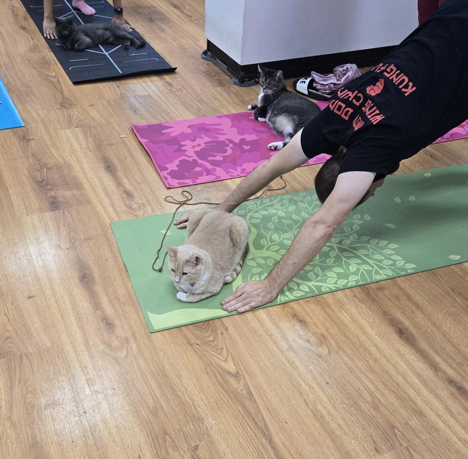 Image for YOGA WITH ASHLEY FROM FEARLESS FLOW YOGA STUDIO IS BACK!!!