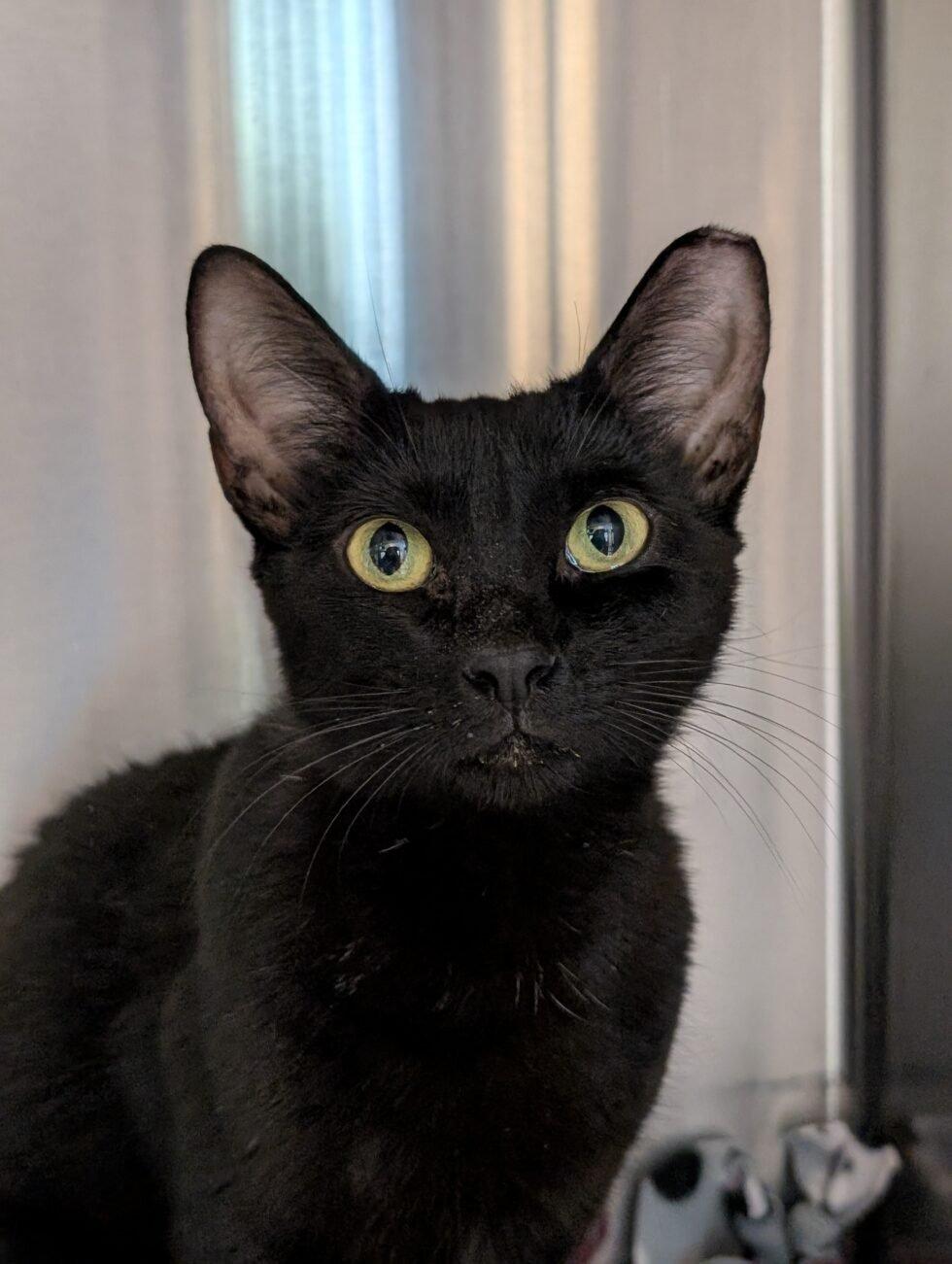 Inside Valley Humane Society