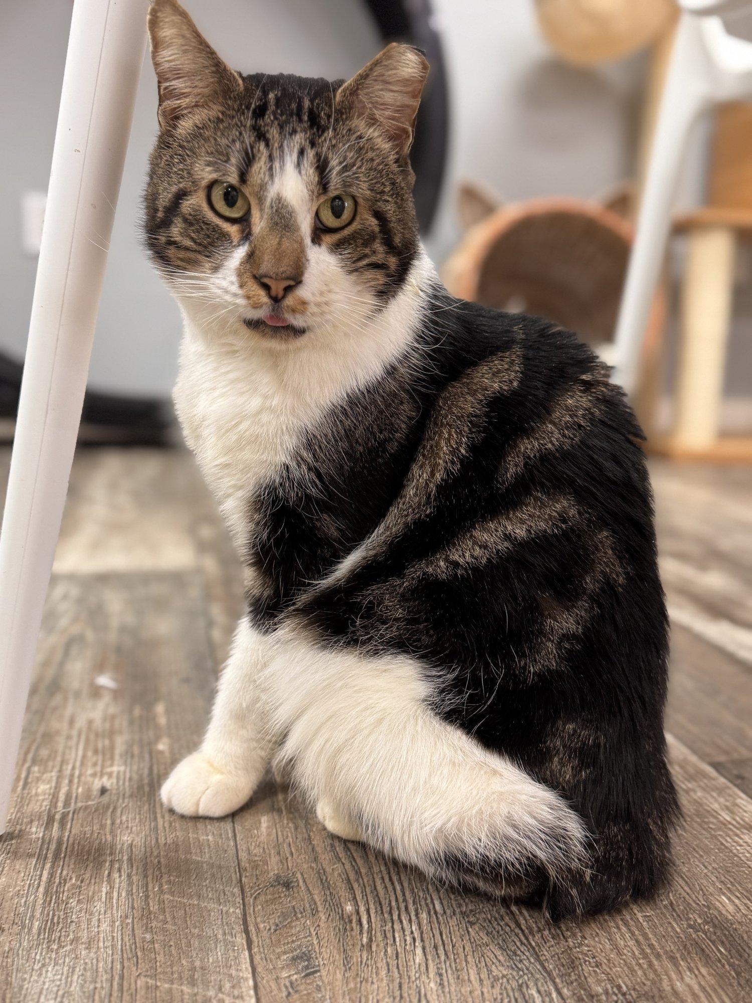 Interior de Purrfect Mugs Cat Cafe