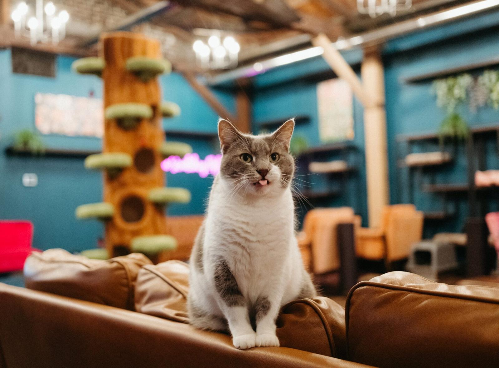Imagen de Play with 20+ Adoptable Cats!