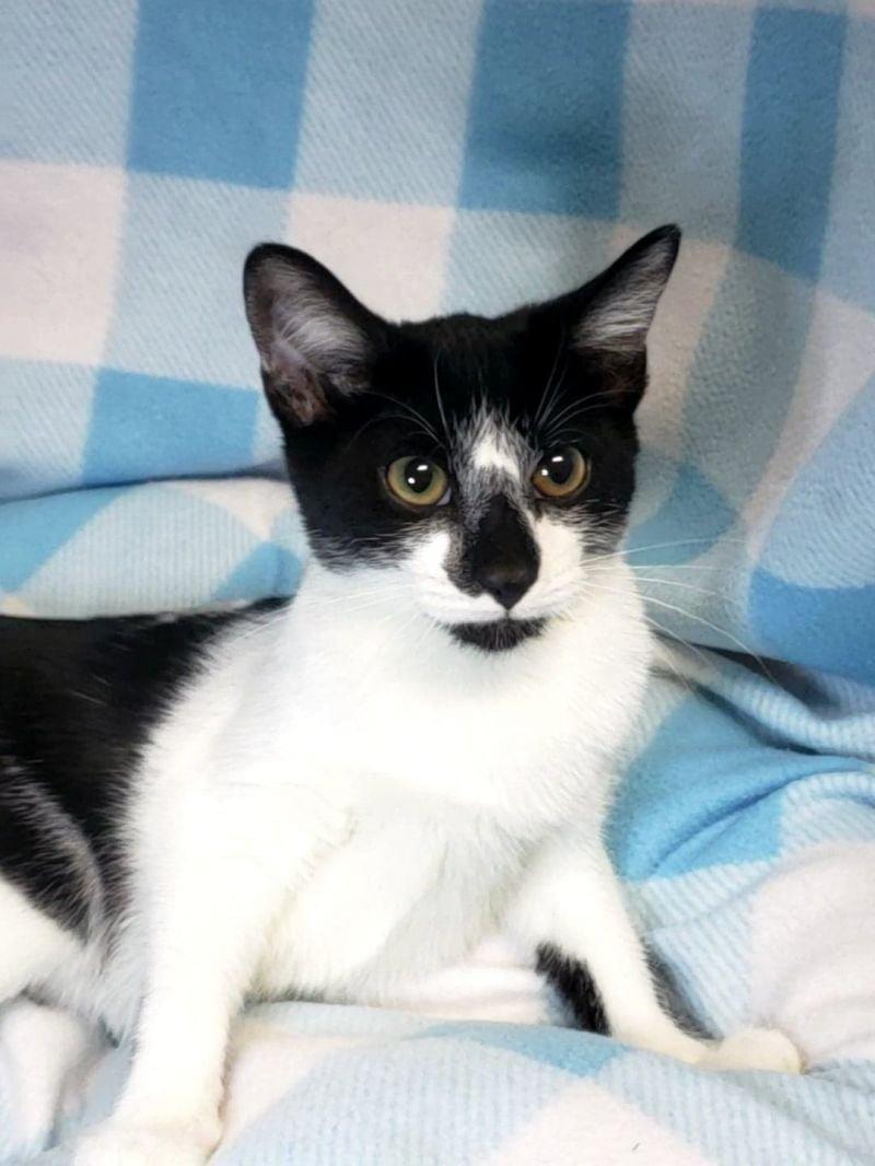 Inside Mitchell County Animal Rescue, Inc.