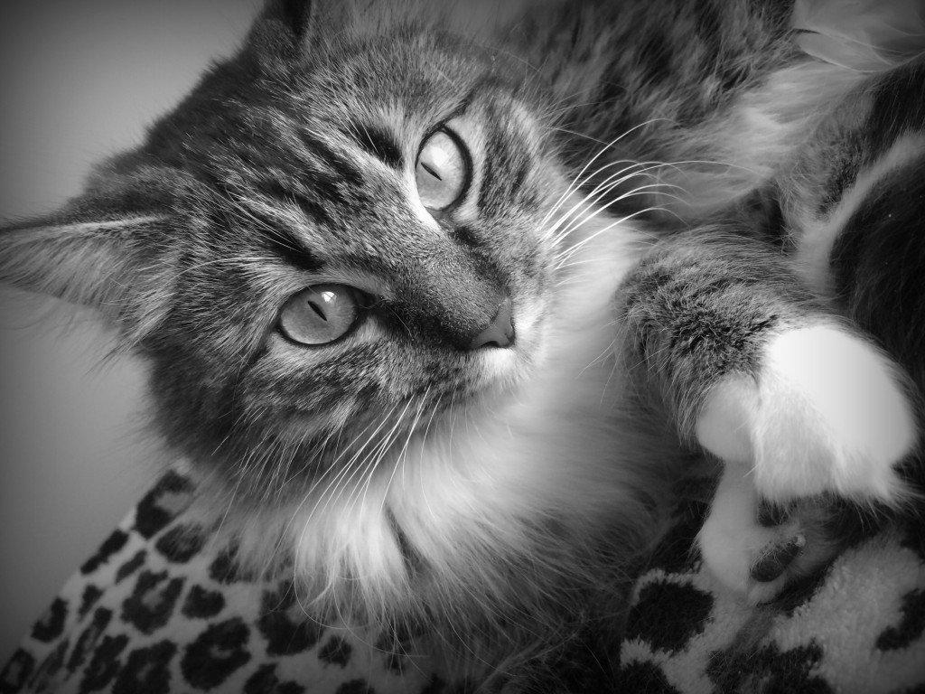 Inside Stray Haven Rescue