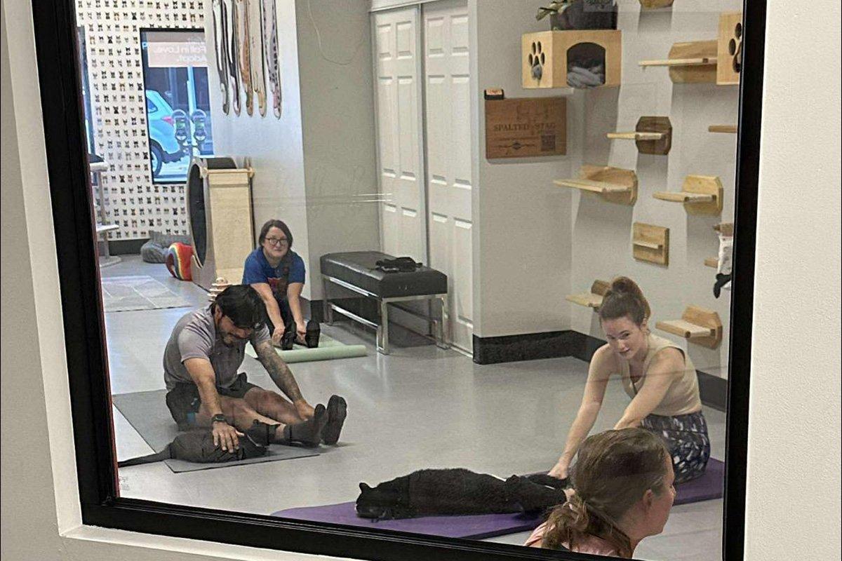 Imagen de Yoga at RubyCats – Flowing with Felines